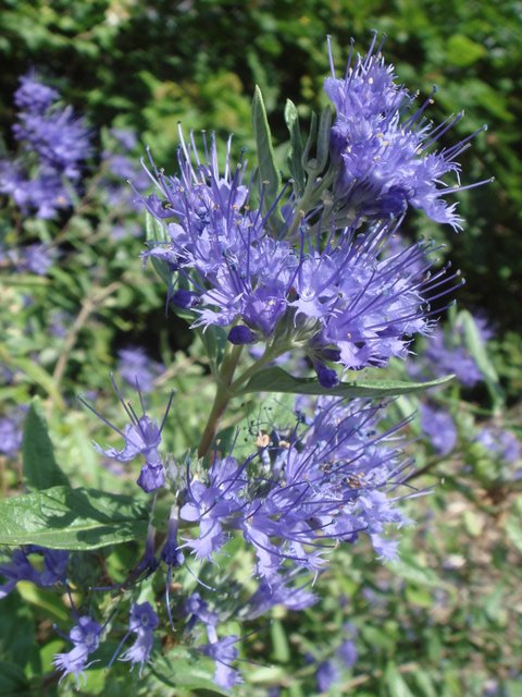 Caryopteris x clandonensis fleur (3)